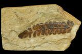 Pennsylvanian Fossil Fern (Odontopteris) - Kansas #115081-1